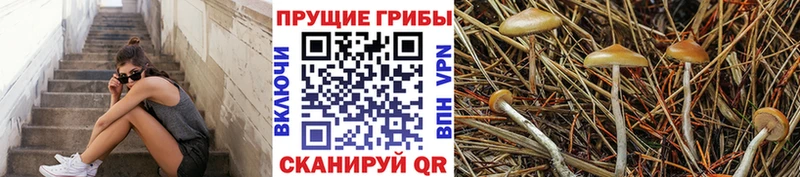 мега зеркало  Верхняя Тура  Псилоцибиновые грибы прущие грибы 